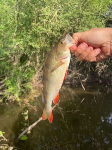 European Perch