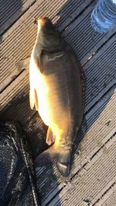 Mirror Carp