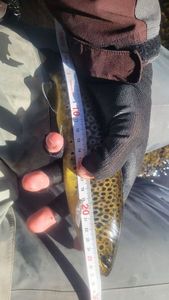 Brown Trout
