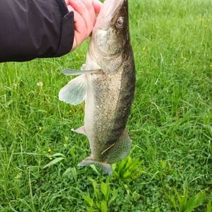 Zander