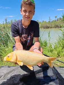 Koï Fish