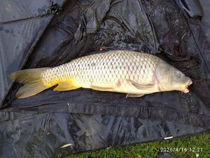 Common Carp