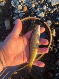 Brown Trout