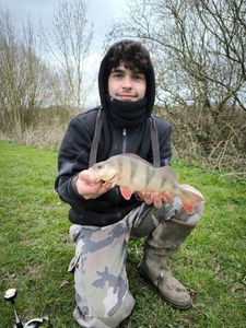 European Perch