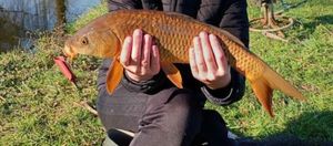 Common Carp
