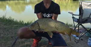 Common Carp
