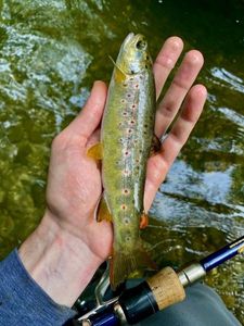 Brown Trout