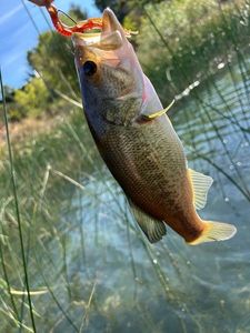 Largemouth Bass
