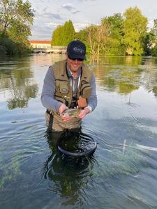 Brown Trout