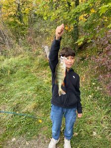 European Perch