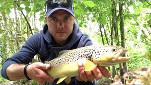 Brown Trout