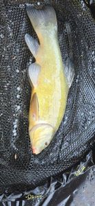 Tench