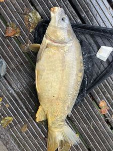 Leather Carp