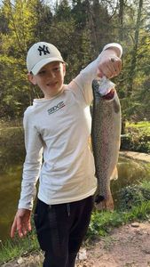 Rainbow Trout