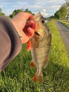 European Perch