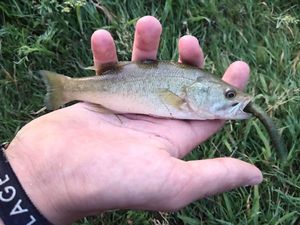 Largemouth Bass