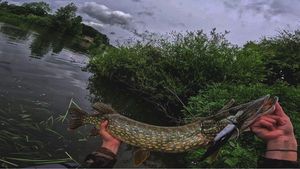 Northern Pike