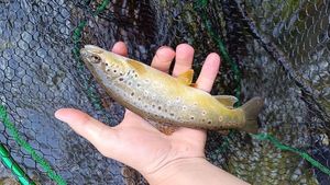 Brown Trout