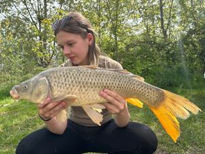 Common Carp