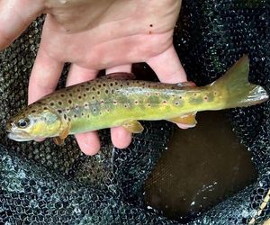 Brown Trout