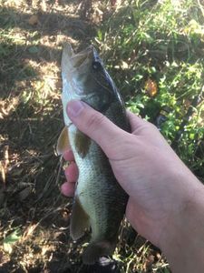 Largemouth Bass