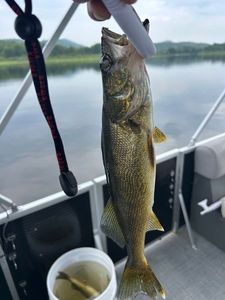 Walleye