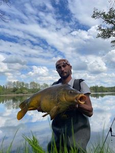 Mirror Carp
