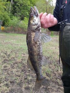 Zander