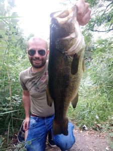 Largemouth Bass