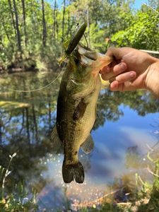 Largemouth Bass