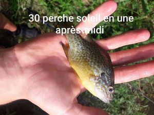 Green Sunfish