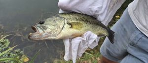 Largemouth Bass