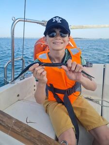 Garfish