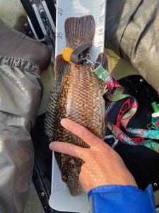 Ballan Wrasse