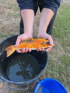 Koï Fish