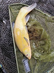 Tench