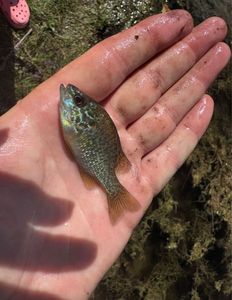 White Crappie