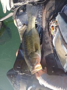 Largemouth Bass