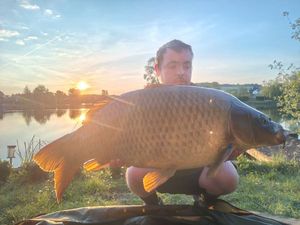 Common Carp