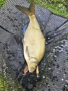 Common Bream