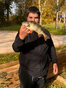 European Perch