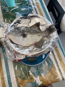 Triggerfish