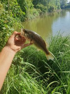 Smallmouth Bass