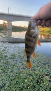 European Perch