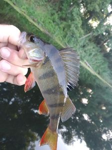 European Perch