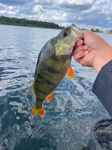 European Perch