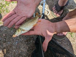 Tench