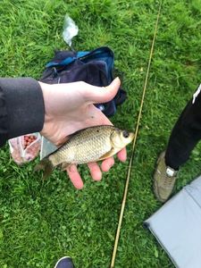 Crucian Carp