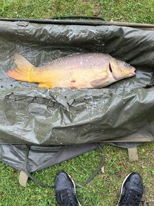 Mirror Carp