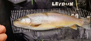 Brown Trout
